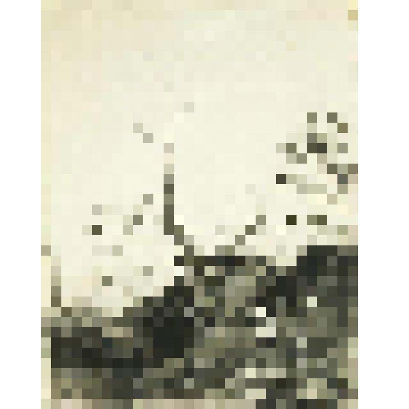 Ветки и листья. Рисунок