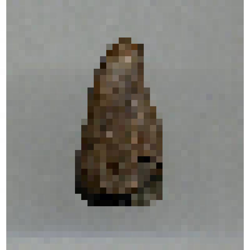Зуб моржонка