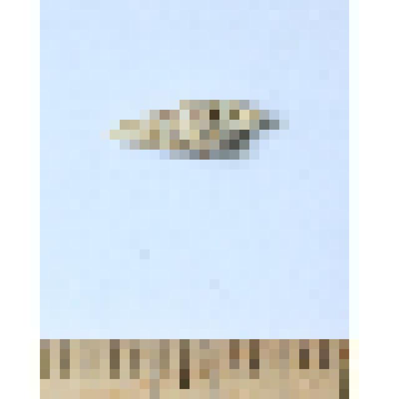 Моллюск брюхоногий Cerithium vulgatum