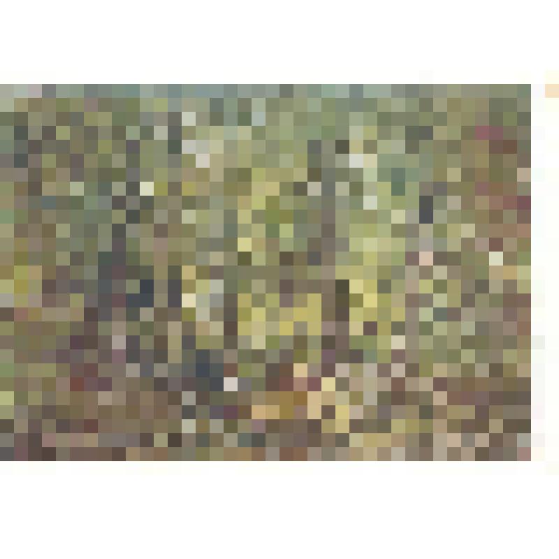 Открытка репродукция картины И.И. Шишкина