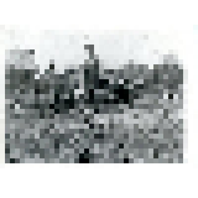 Фото ч/б "Посадка деревьев"