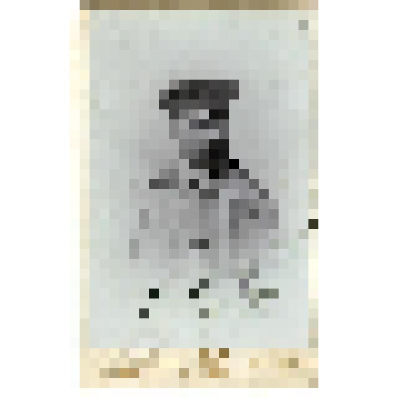 Фотография. Чаплин Н.Н. Якутский губернатор.Витебск,1904 г