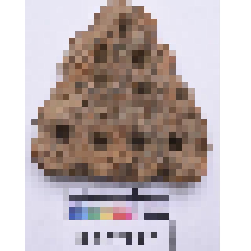 Керамики ямочно-гребенчатой фрагмент. Коллекция: Материалы раскопок стоянки Колпь I в 1980 г. (керамика и кремневый инвентарь)