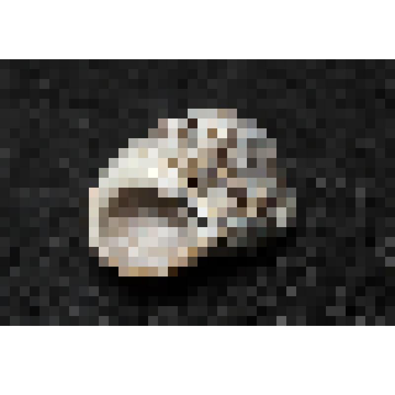 Раковина. Грубая литорина. Littorina squalida Broderip & G. B. Sowerby I, 1829