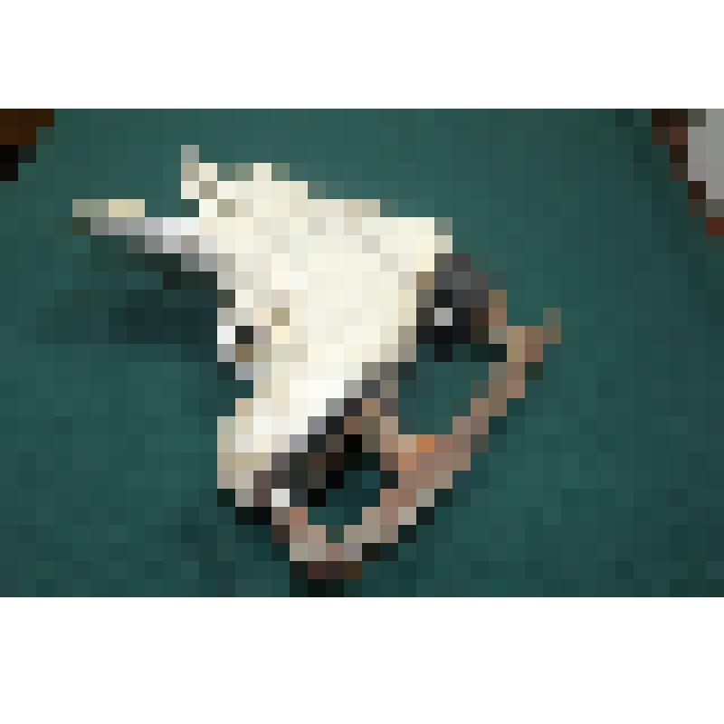 Коньки фигурные женские(правый)