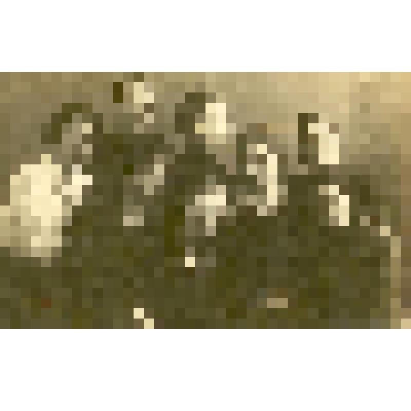 Фотография. Земскова М.П., работница фотоателье