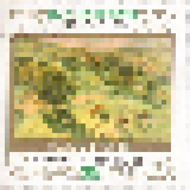 Марка с надписью   «Никола Петров 1881-1916-1981»