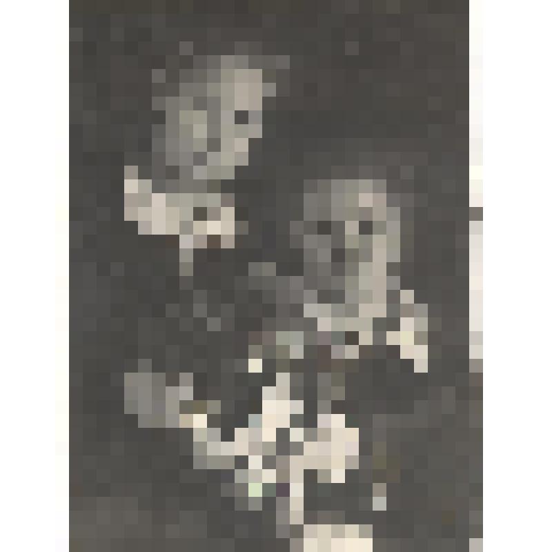 Фотография. Любовь Степановна Грибова с подругой в учительском институте, 1951 год