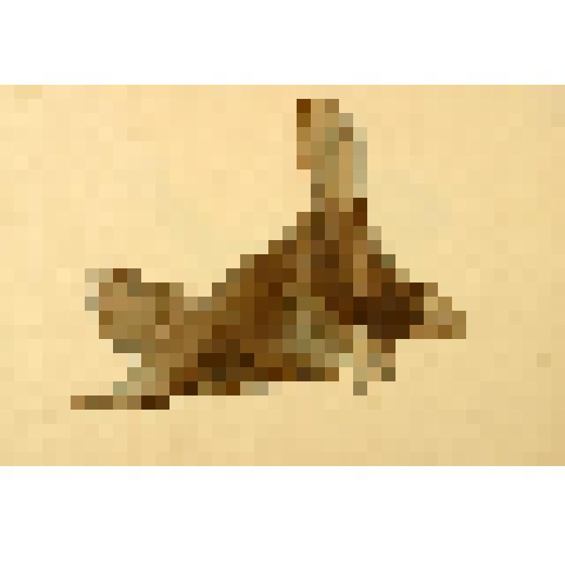 Бобр. Рисунок