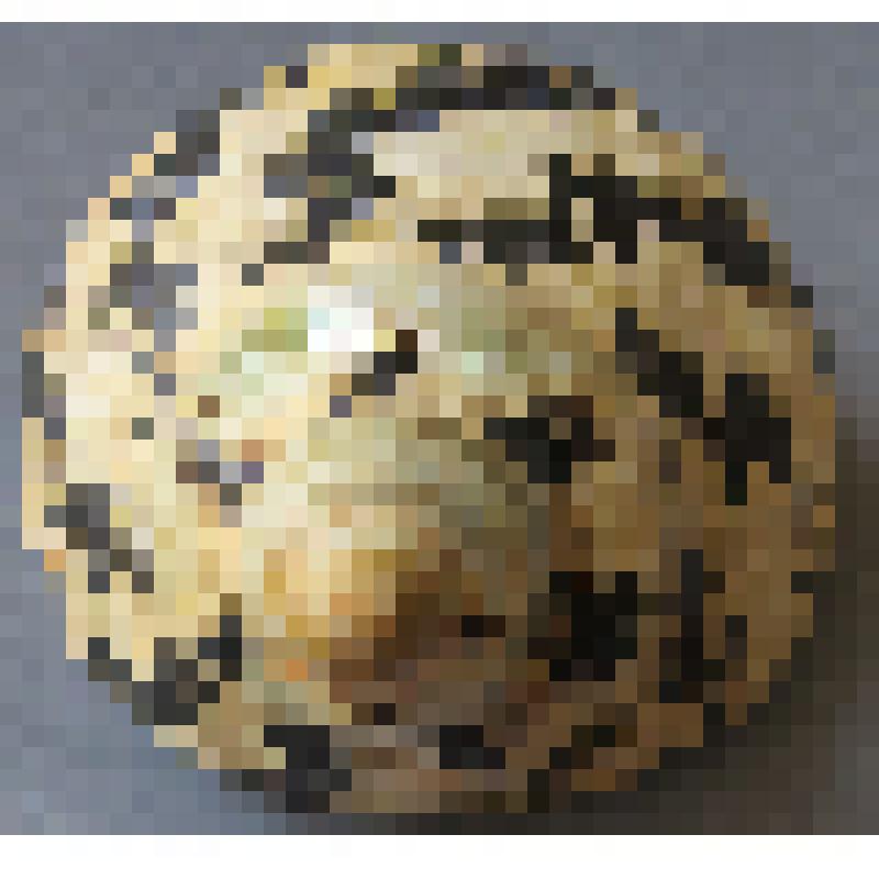 Циттариум - морская раковина. Семейство: Turbinidae. Класс: брюхоногие