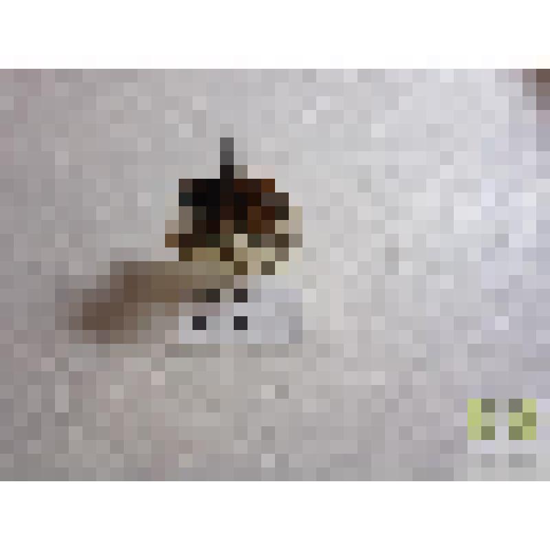 Могильщик-землекоп (Necrophorus fossor Er.)