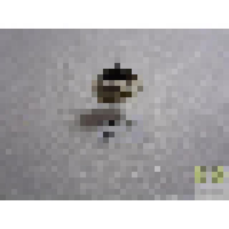 Бегун зубчатоногий  (Harpalus serripes Quens.)