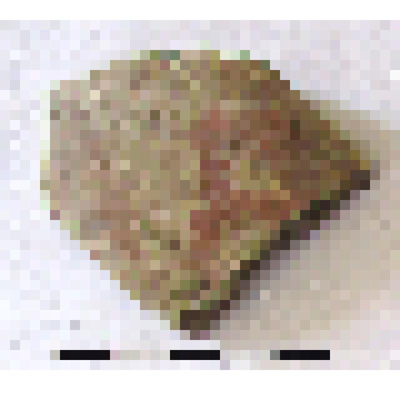 Фрагмент плеча амфоры типа D с дипинти