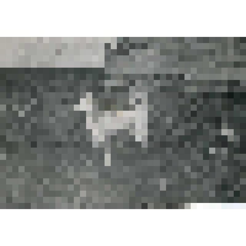 Крупная северная ездовая собака - лайка. Фотография