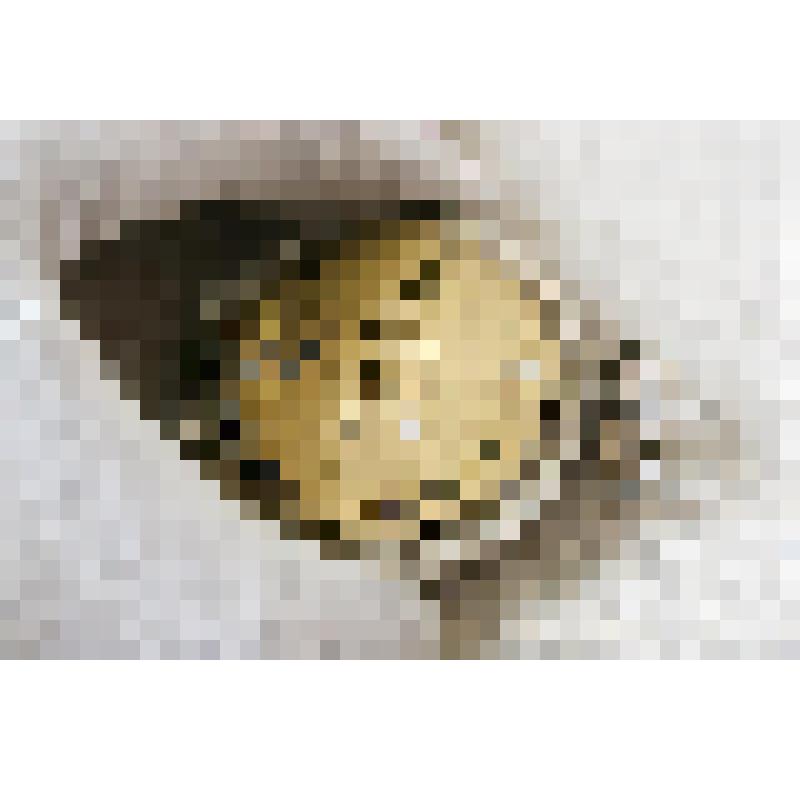 Часы карманные фирмы «La Perfection» № 148717