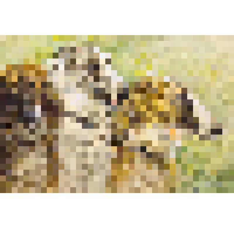 Три борзые. Рисунок