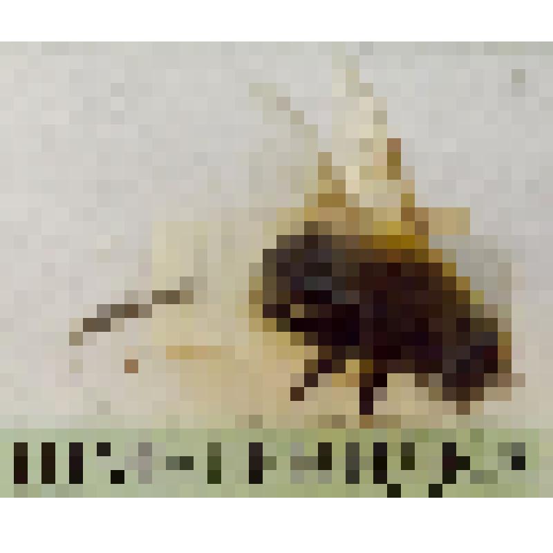 Класс: Насекомые (Insecta), Отряд: Двукрылые (Diptera Linnaeus, 1758),  Семейство: Журчалки (Syrphidae  Latreille, 1802), Род: Eristalis Latreille, 1804 "Ильница шмелевидная (Eristalis intricarius, Linnaeus, 1758)"