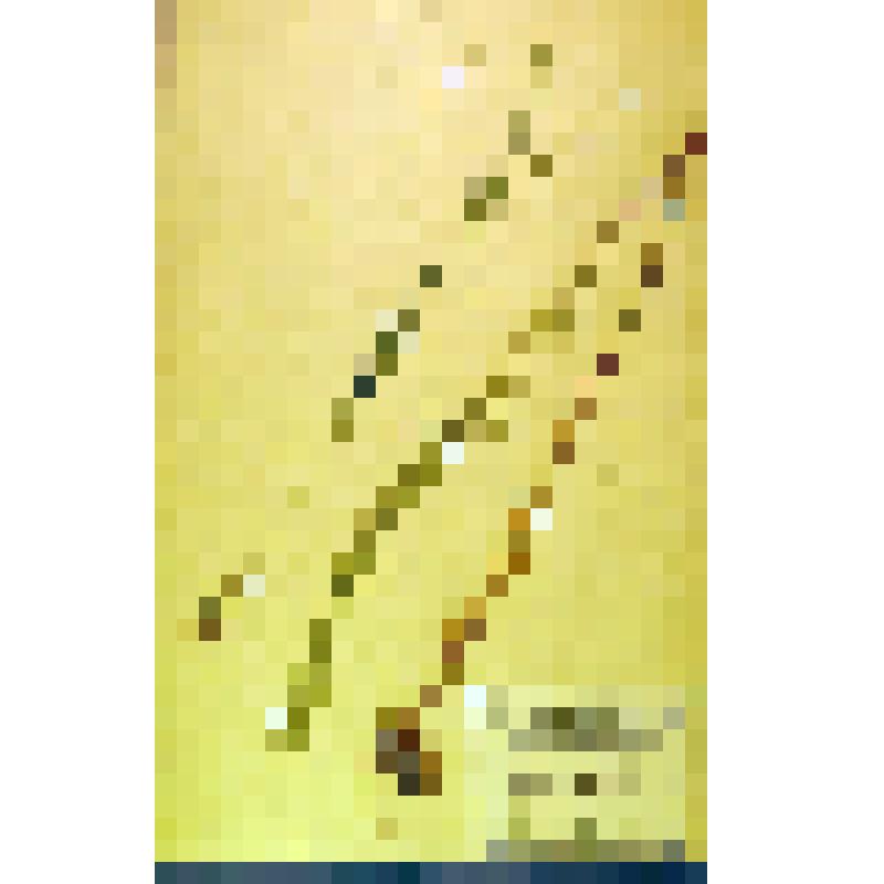 Лист гербарный. Резуха шершавая (Arabis hirsute)