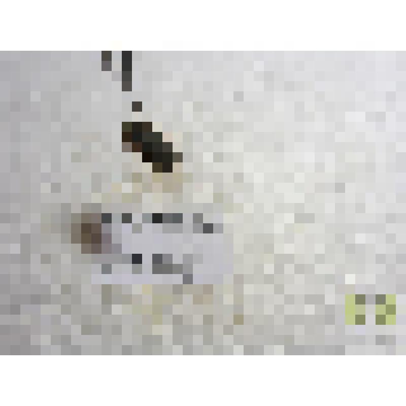 Таракан лесной (Ectobius sylvestris)