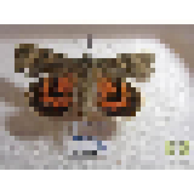 Ленточница красная (Catocala nupta L.)