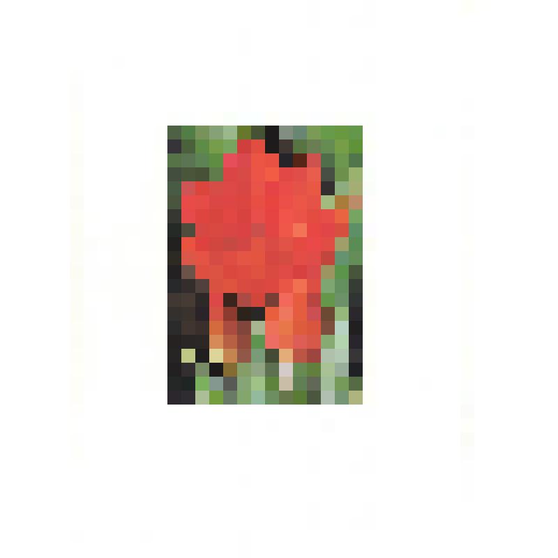 Открытка поздравительная. Тюльпан "Фюзельер"