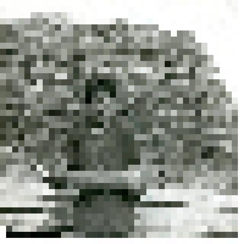 Фотография. Жиганская стерлядь