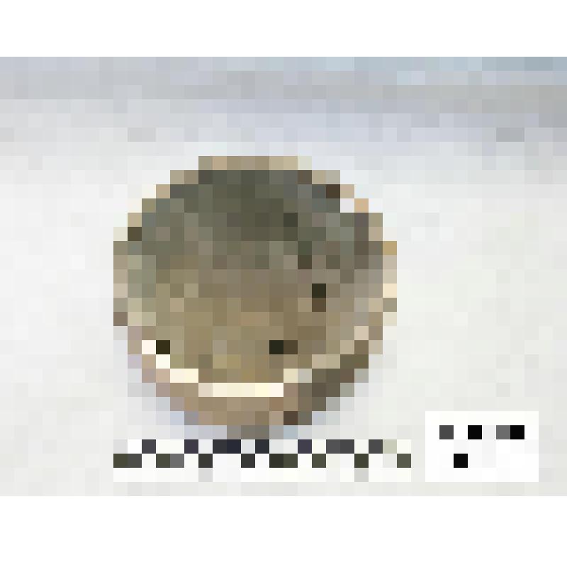 Сосуд