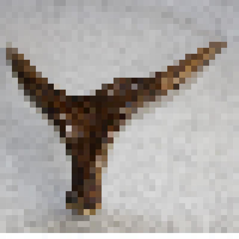 Рог лося ветвистого типа

.
Natrix tessellata

Rattus norvegicus

Neomys foldiens


Sorex arancus

Sciurus vulgaris



(самка).
Dendrocopos leucotos (Bechstein, 1803)