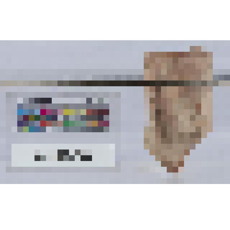 Головка от протомы богини в калафе