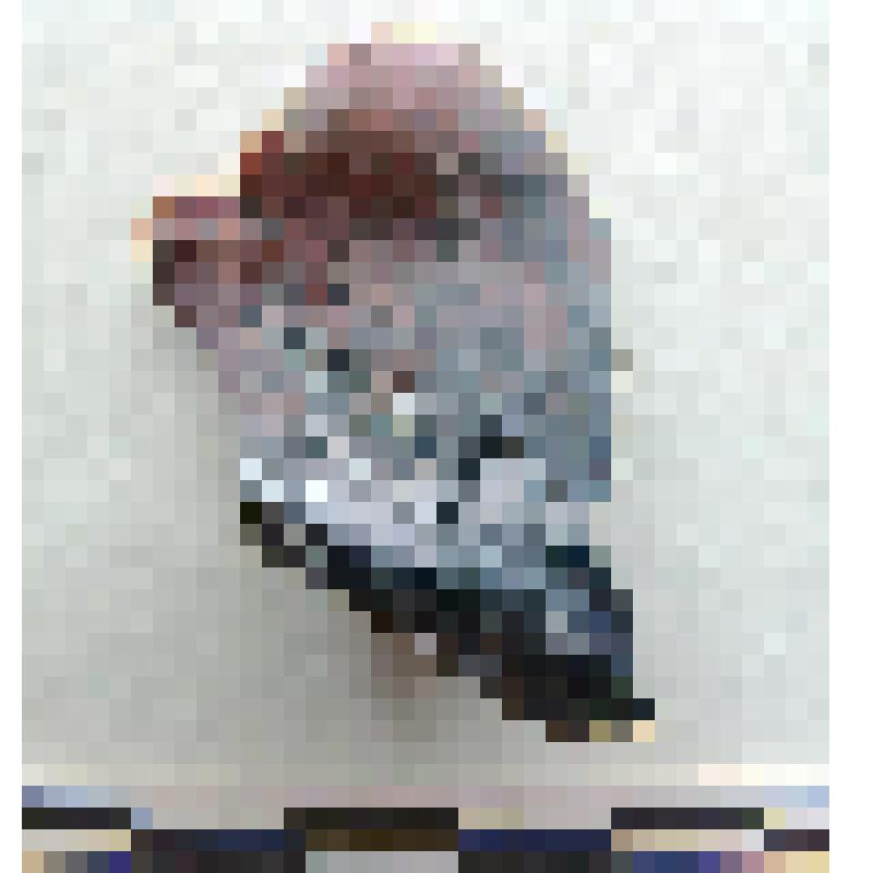 Скол
