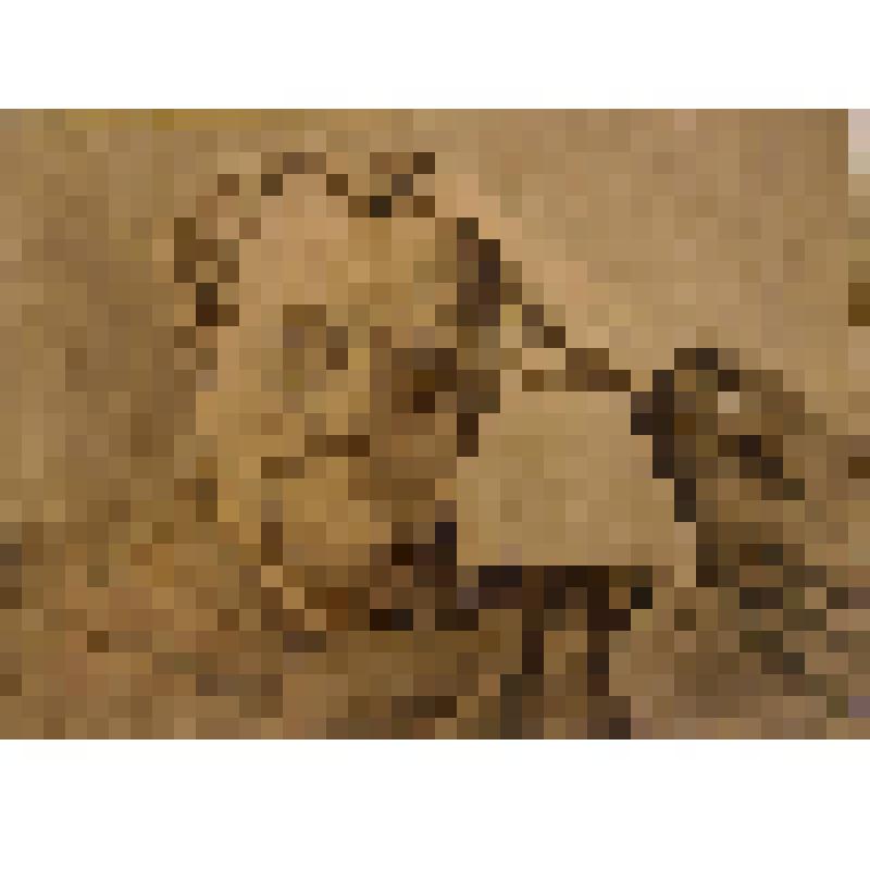 Портрет пожилого мужчины.(Калинина)