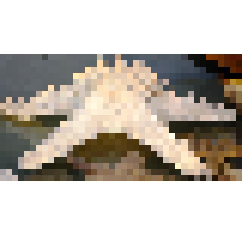 Звезда морская