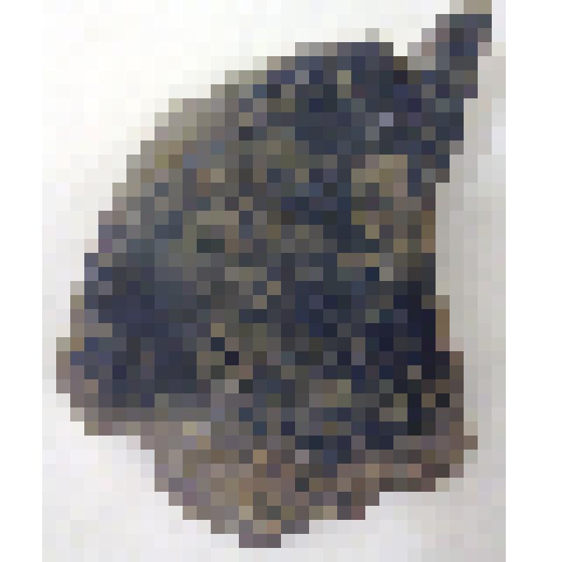 Крупный фрагмент головного щитка? кистеперой рыбы?