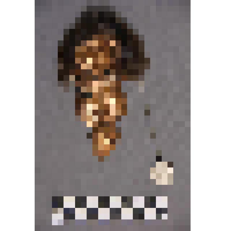 коллекция В.Ф. Лагодича. Талисман на металлической пластине в виде лица человека. С прорезанными глазами, ноздрями и ртом. В меховом головном уборе. В левом ухе серьга (на плющеной цепочки 10 рублевая монета 1992 года)