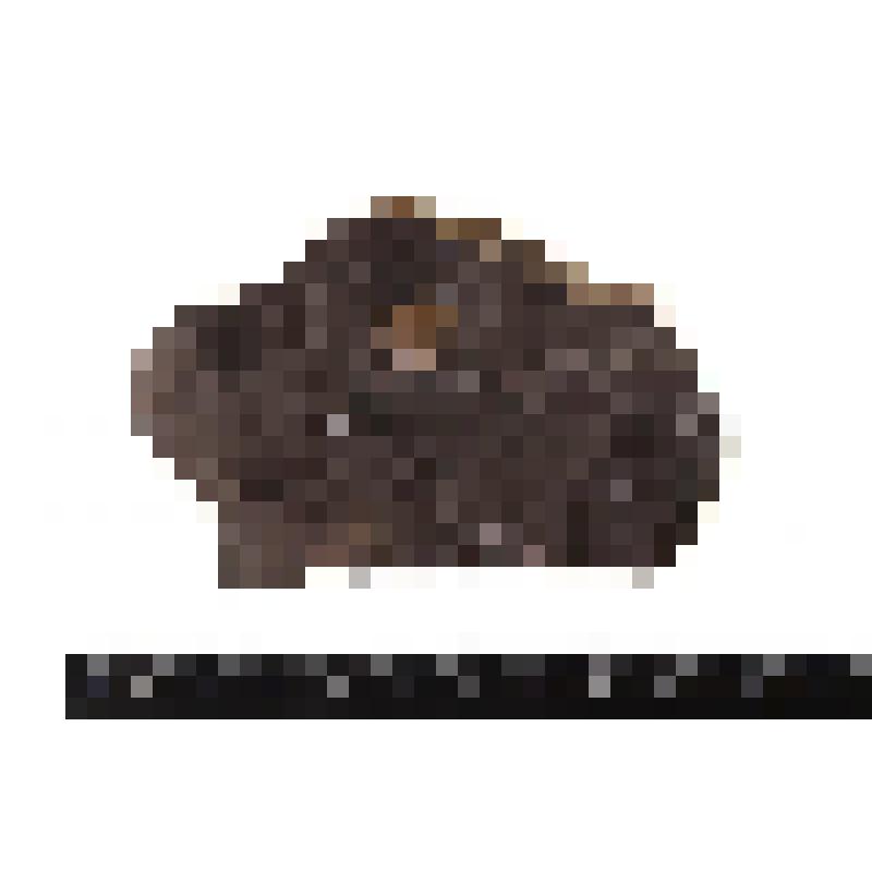 Брюхоногий моллюск. Gastropoda. Порода с окаменелостями (крышечка)