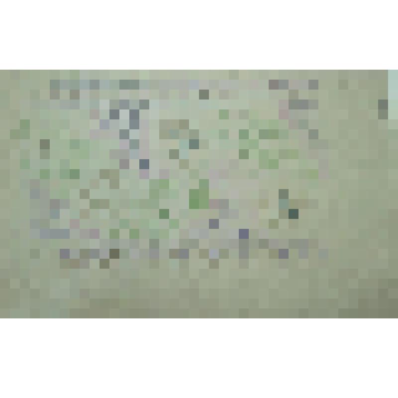 Орнамент. Цветы. Рисунок