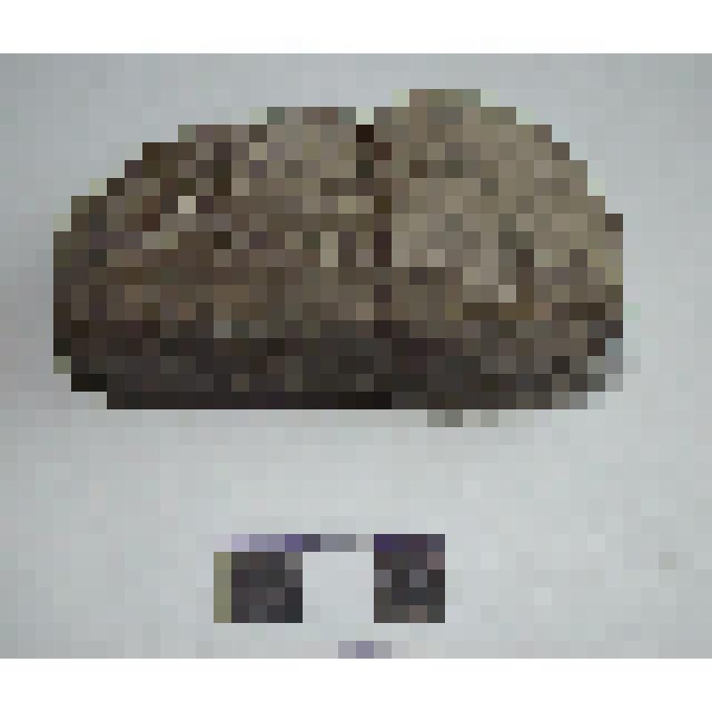 Терочник (фрагмент)