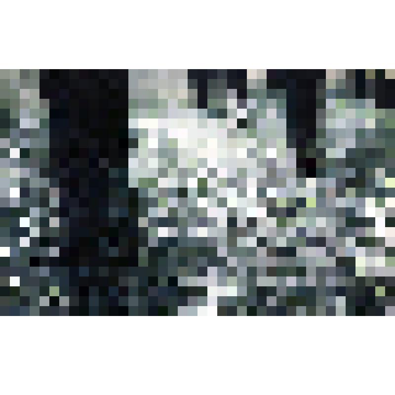 негатив. Крапива двудомная