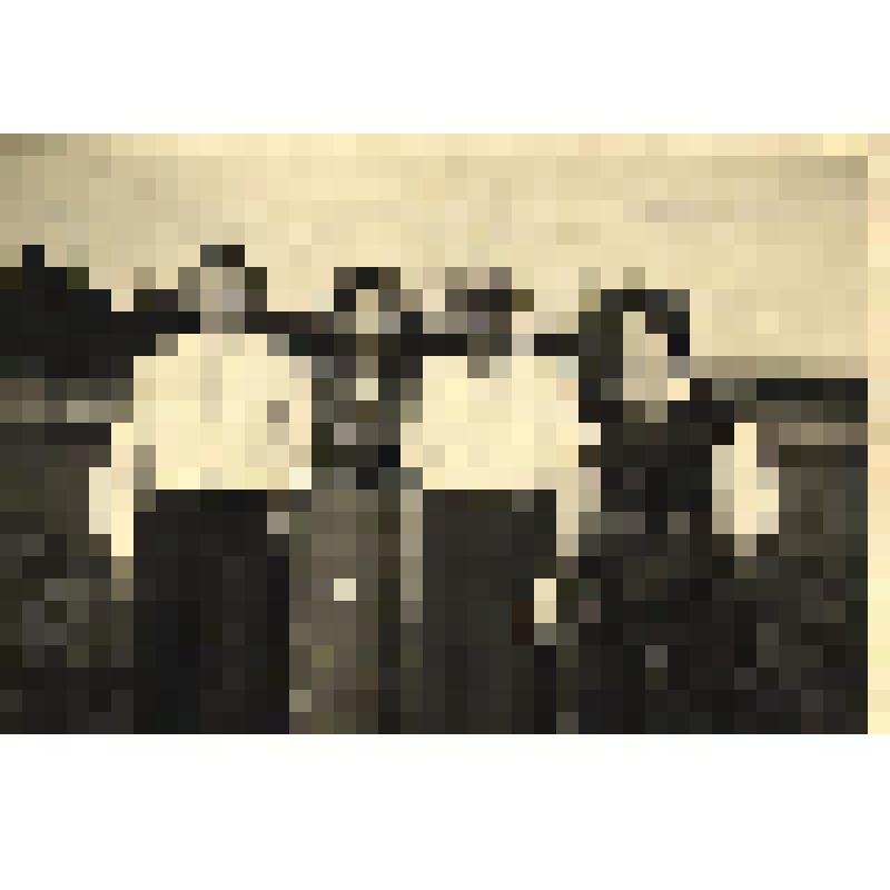 Фотография. Снимок групповой. Семья Вальца. Слева направо: Манфред, Элиза, Кристиан и Аннализа