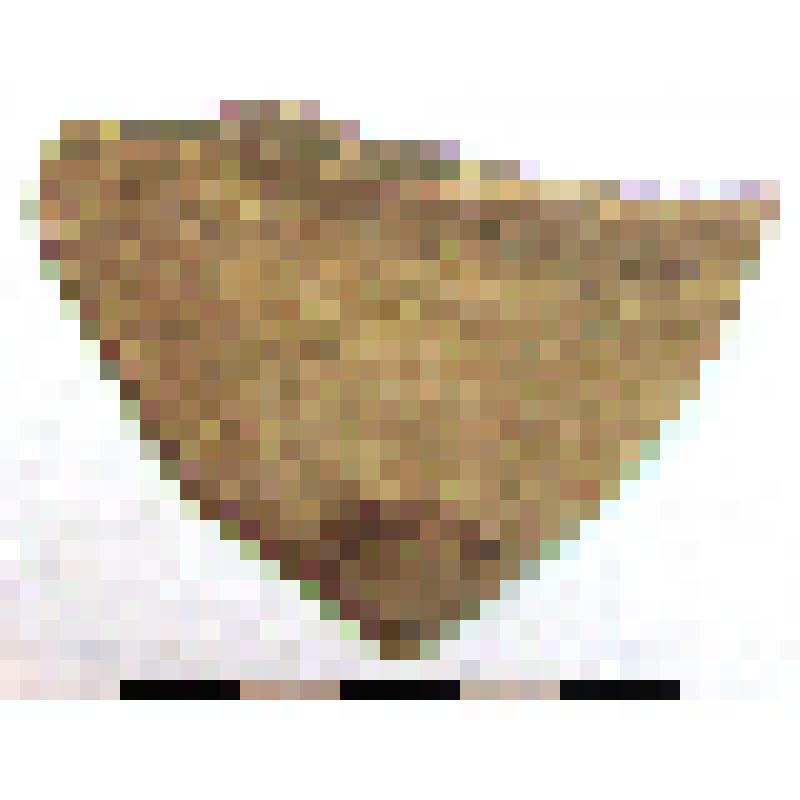 Фрагмент плеча амфоры типа D с дипинто