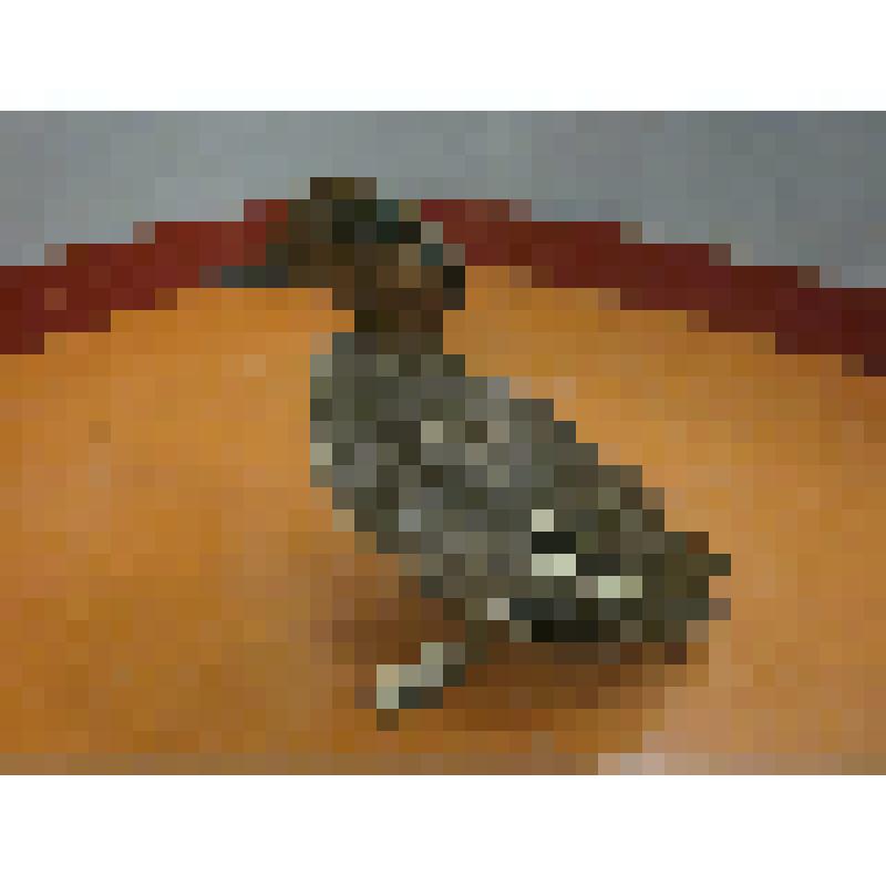 Чирок-свистунок. Чучело