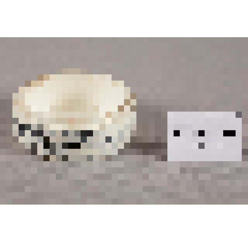 Банка икорная