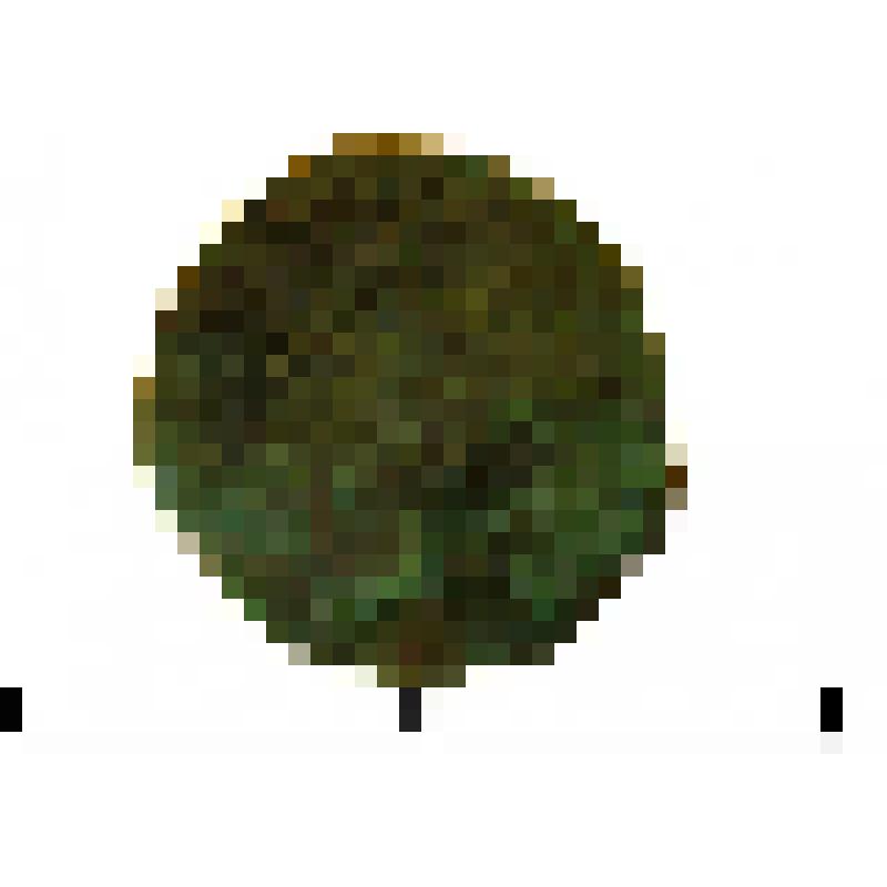 Бляшка