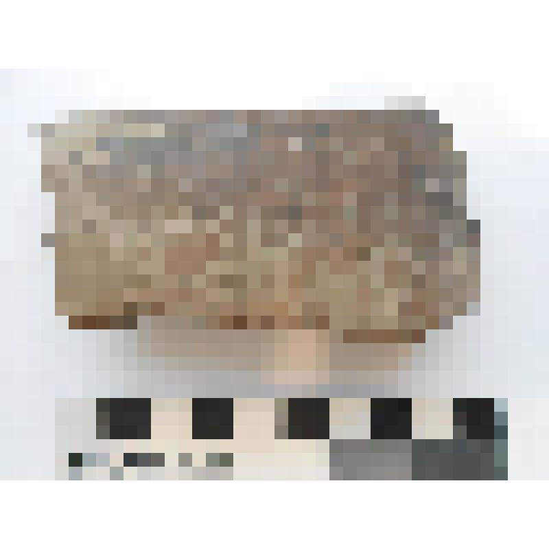 Археология. Фрагмент венчика сосуда не орнаментированный. Верхний край венчикапрямой,  слегка скошен внутрь сосуда