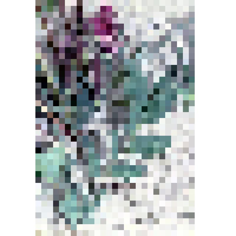 негатив. Чина приморская (плодоношение)