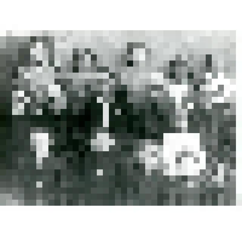 Групповой снимок. Слева направо: 1 ряд: внук Миша, брат Вася, внуки Вася, Кеша. 2 ряд: внучка Ира, жена Ирина Михайловна, Николай Васильевич, отец Василий Гаврильевич Егоров, мать Аксинья Гаврильевна.3 ряд: сестры Оля, Марина, Зоя, соседка Маруся, сестра