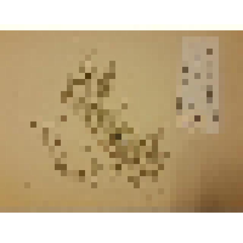 Гербарий. Звездчатка злаковидная. Из гербария "Флора Ингрика"