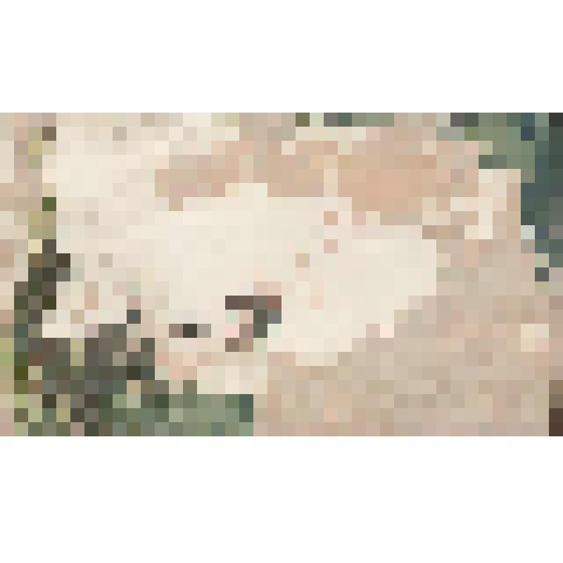 Фотография. Портрет групповой детей с воспитателями из пионерского лагеря в Нижнем Мошево