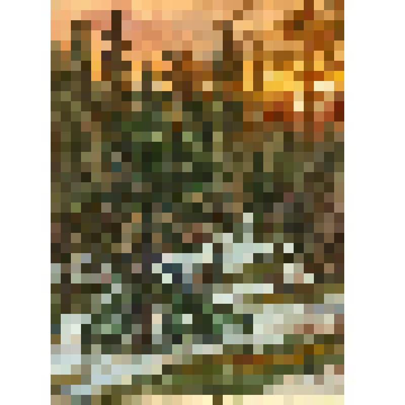 Глухарь. Рисунок
