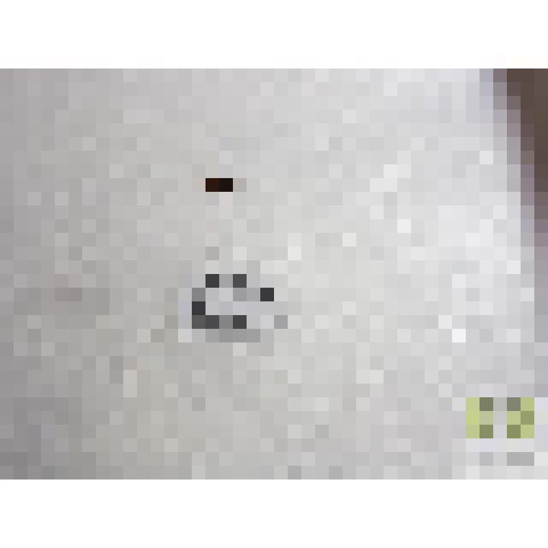 Дромиус четырехпятнистый (Dromius guadrimaculata L. )